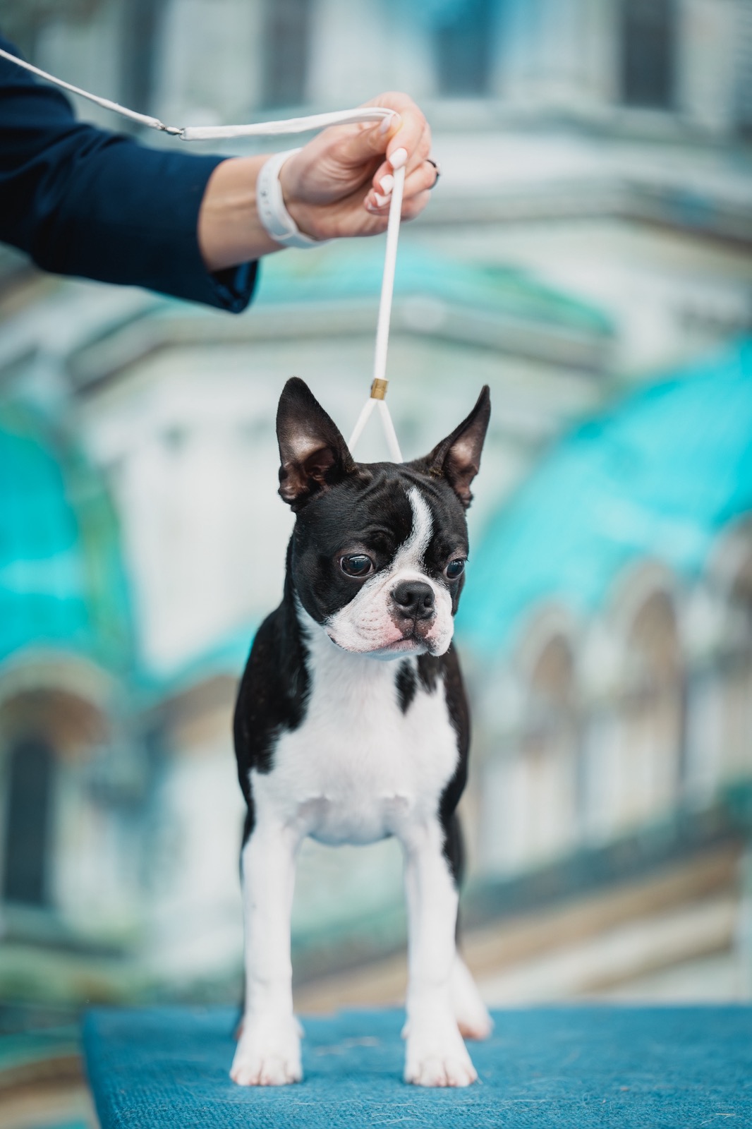 Boston Terrier Dominik exported to Italy – AT Team